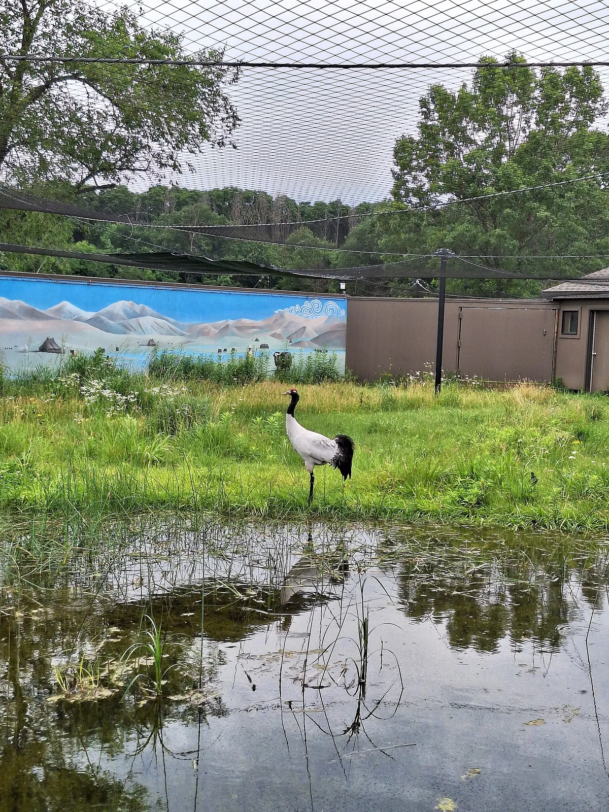 International Crane Foundation