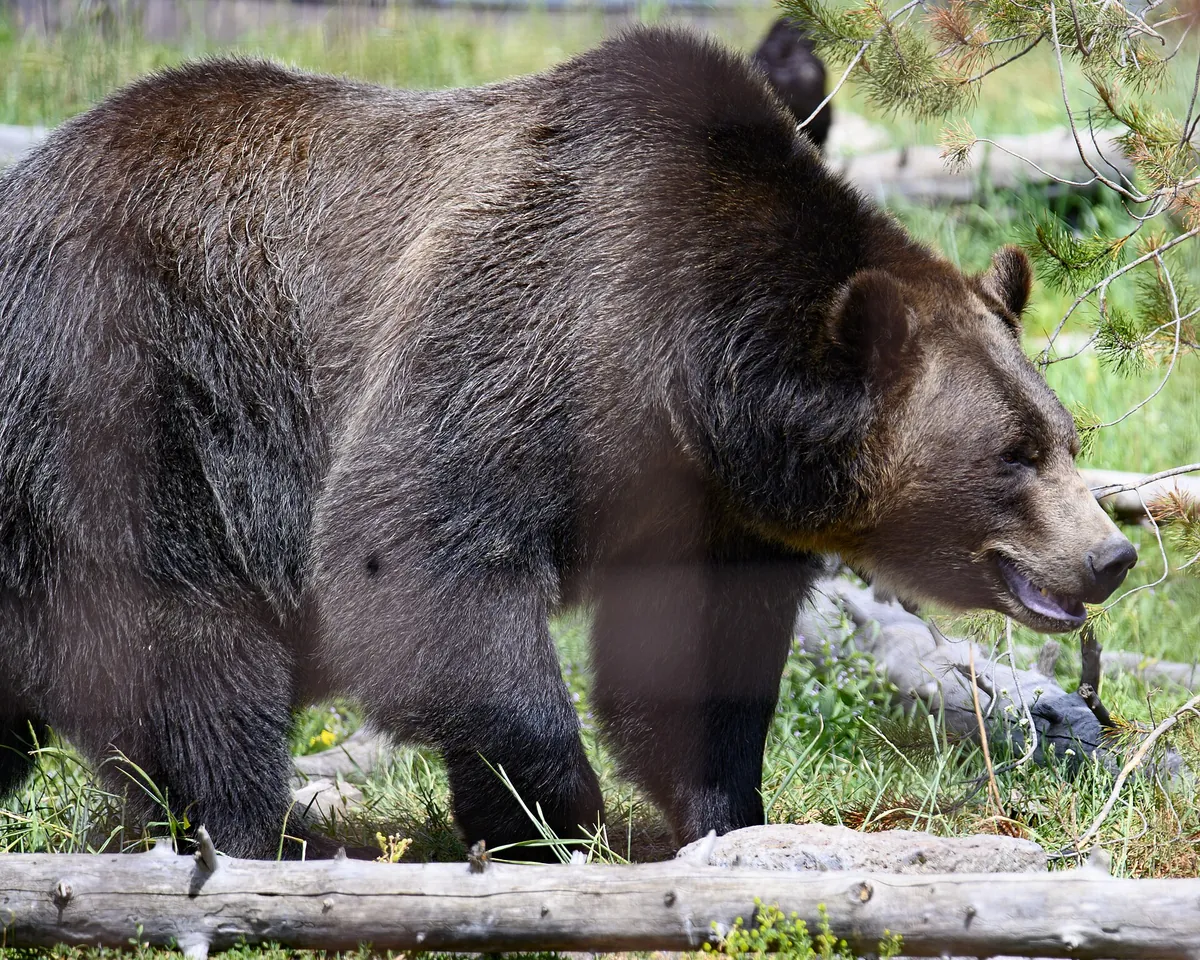 Grizzly & Wolf Discovery Center