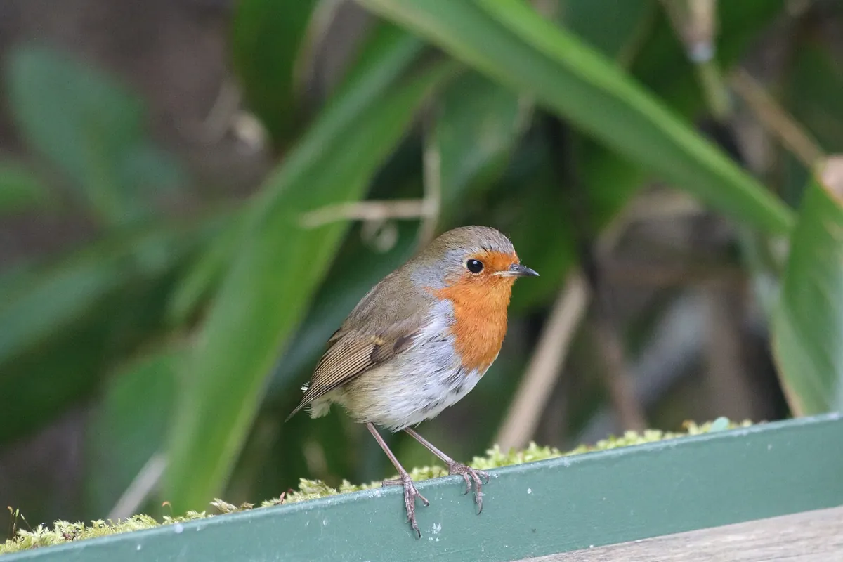 Dublin Zoo
