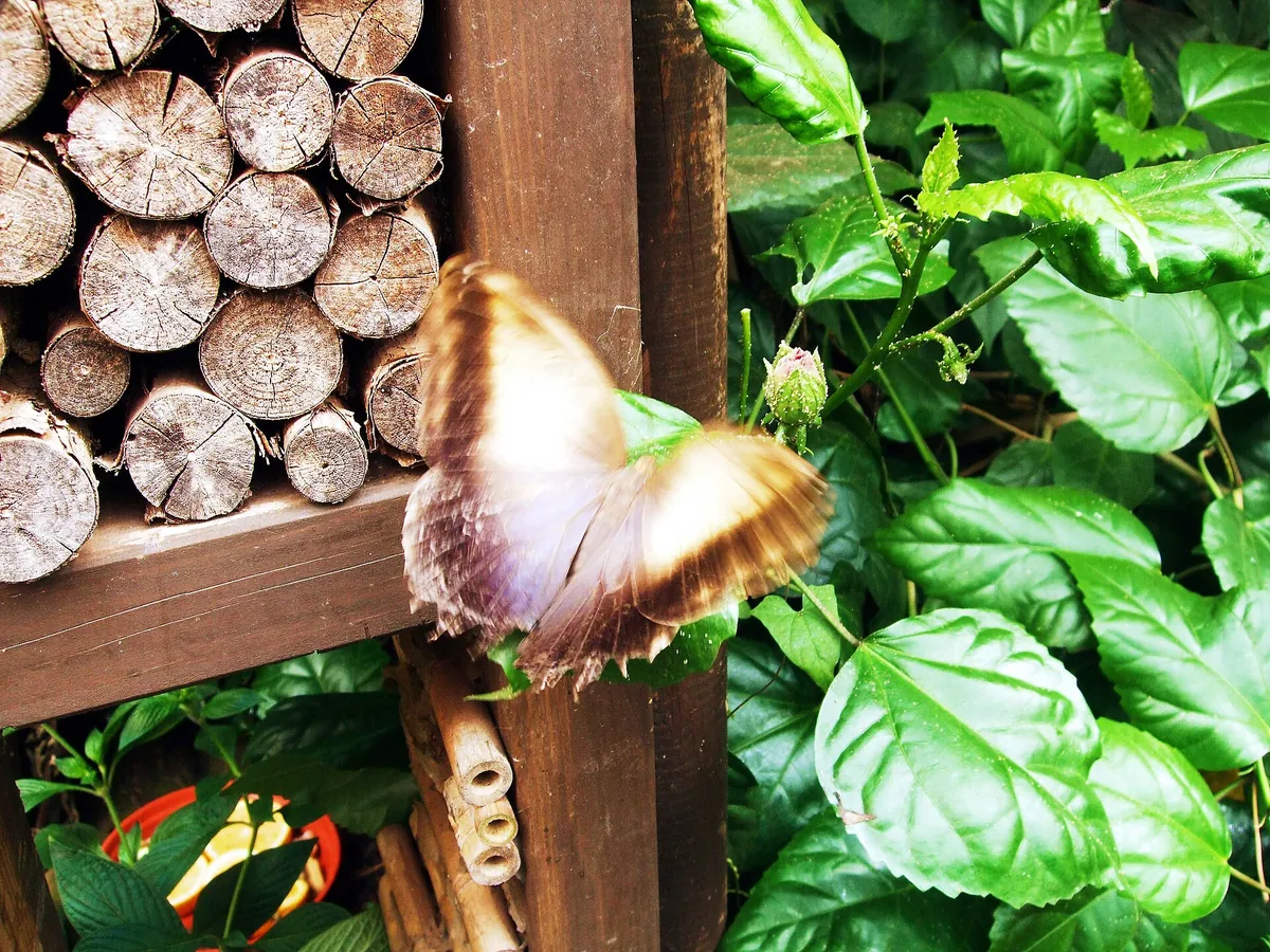 Hanwell Zoo