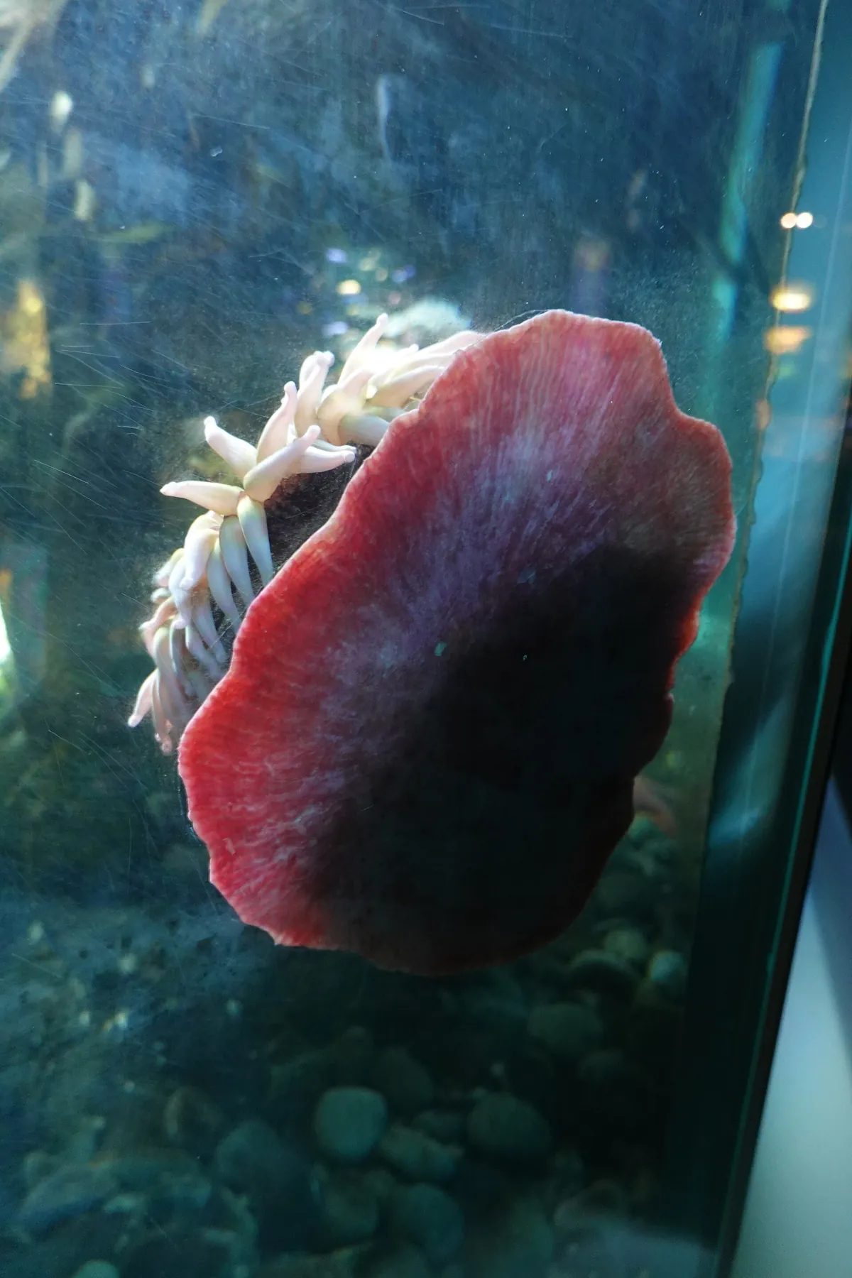 Aquarium Berlin