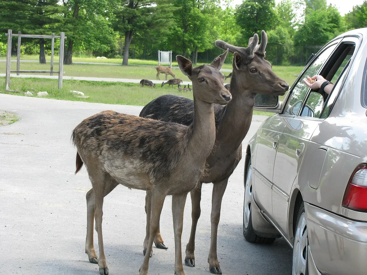 Parc Safari