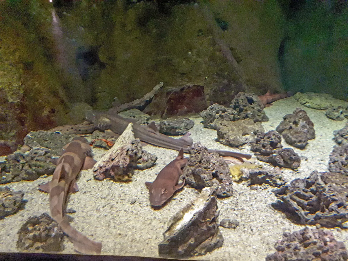Oceanarium in Saint Petersburg