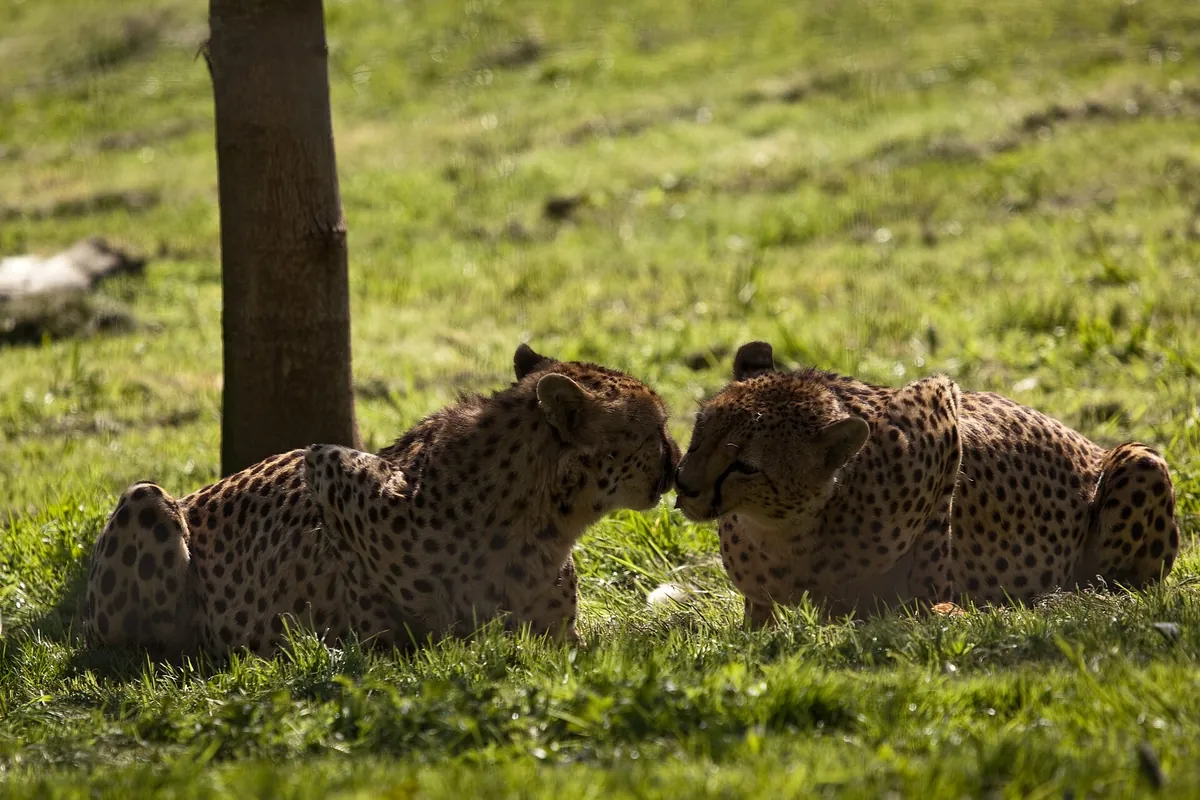 Hamilton Zoo