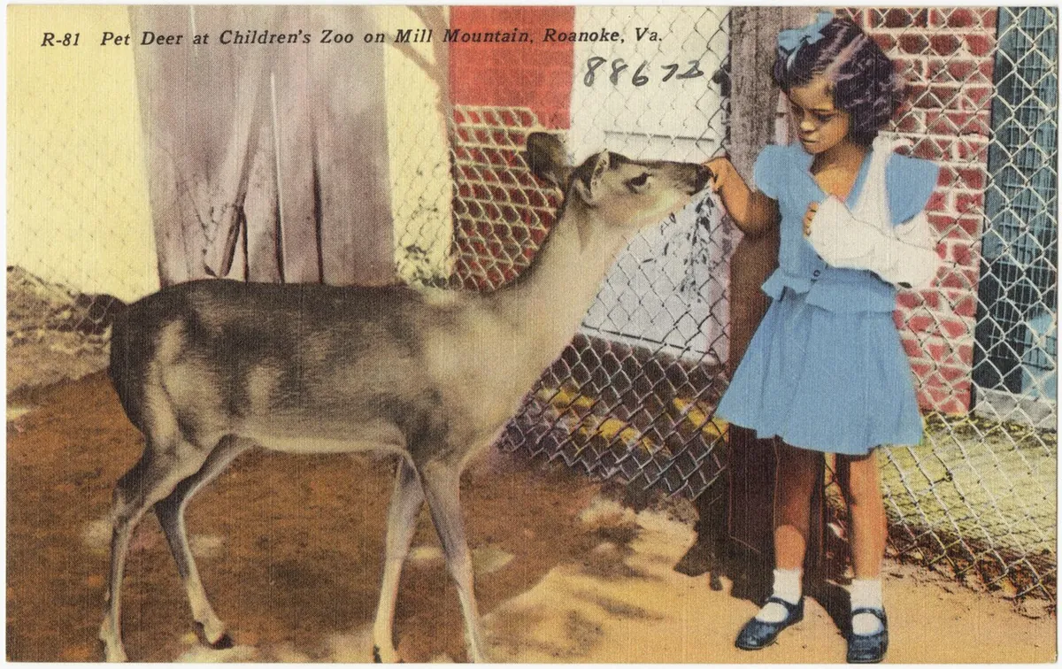 Mill Mountain Zoo