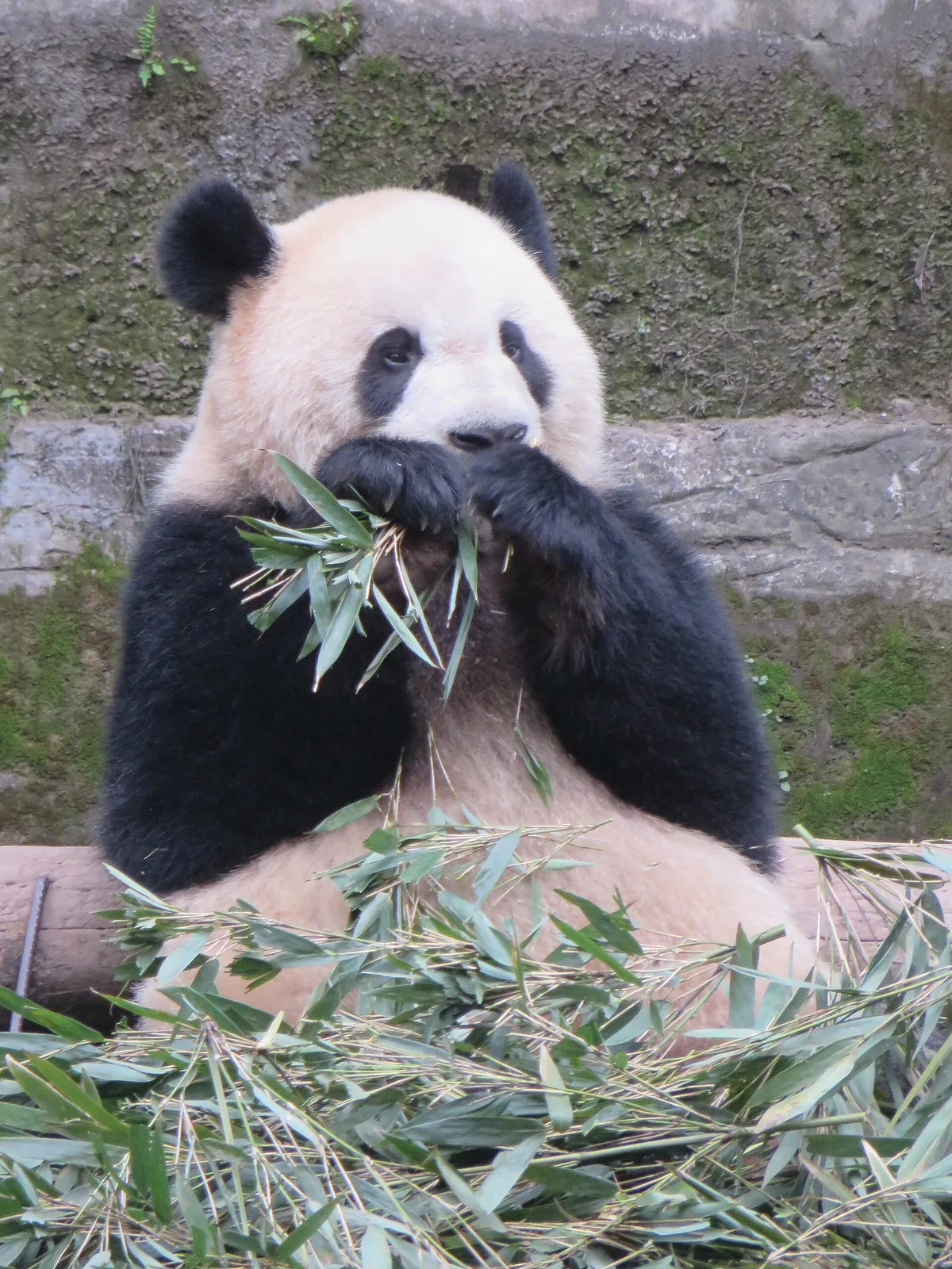 Chongqing Zoo