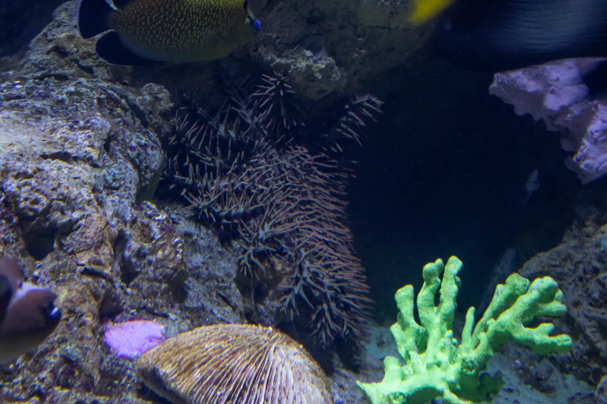 Aquarium of the Pacific