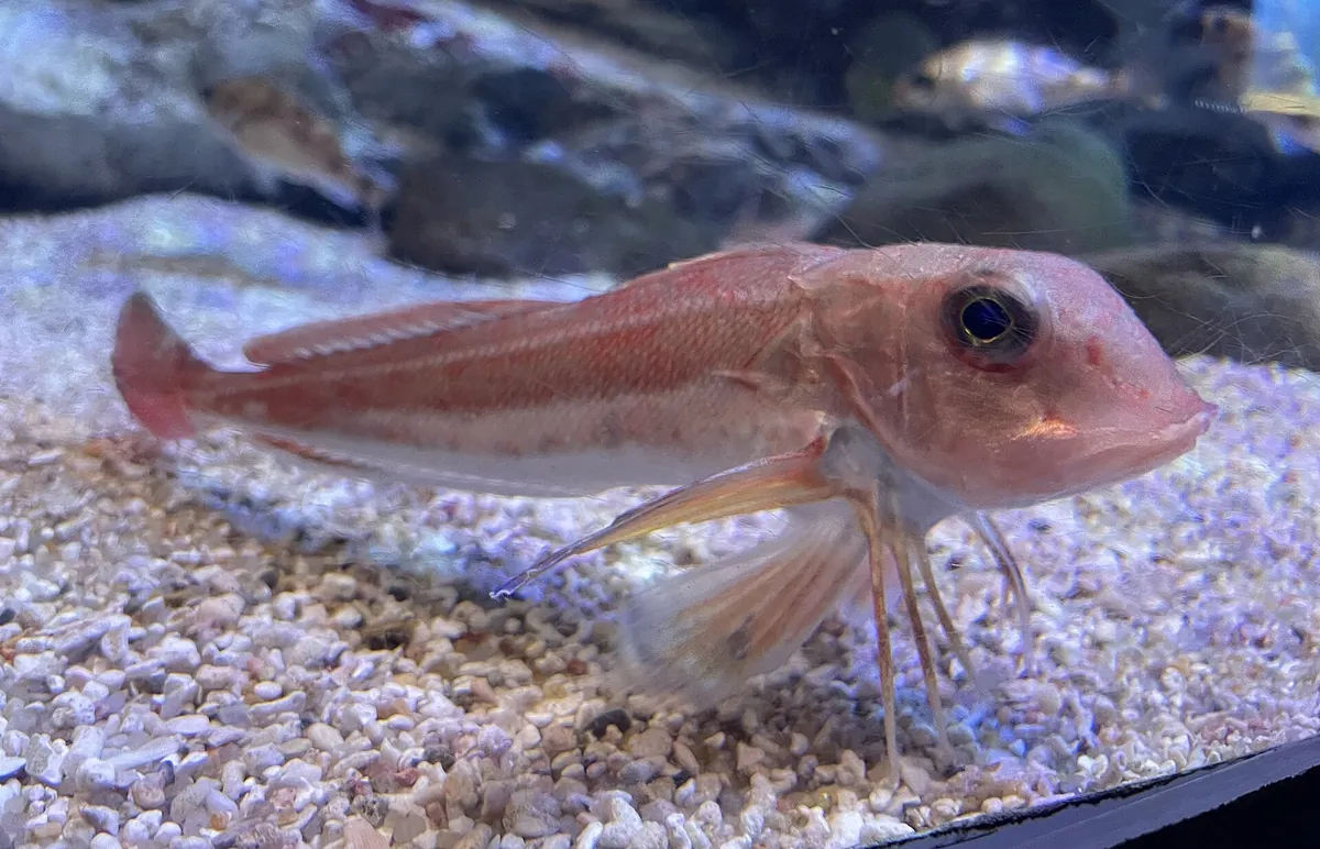 Asamushi Aquarium