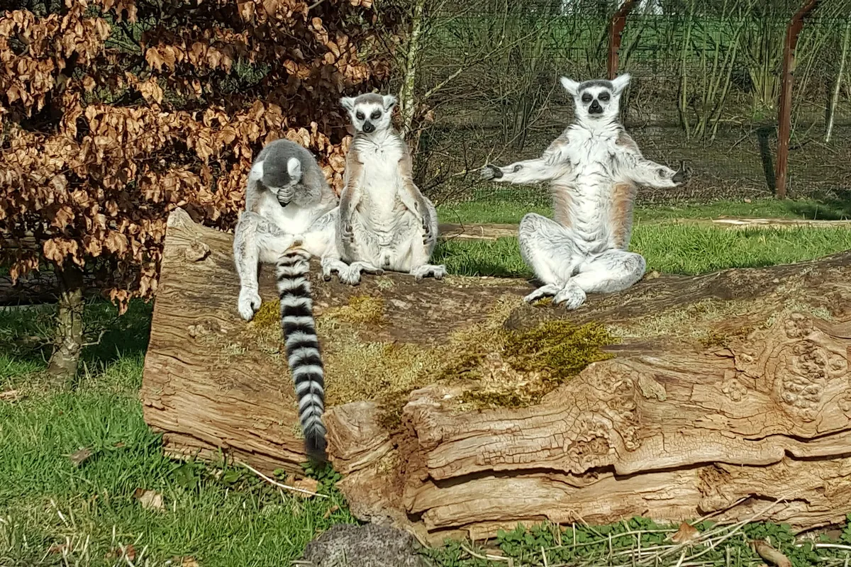 Tier- und Freizeitpark Thüle