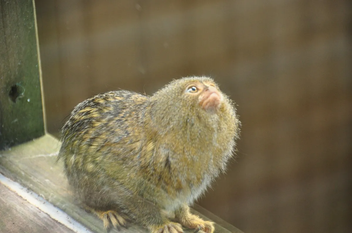 Shaldon Zoo