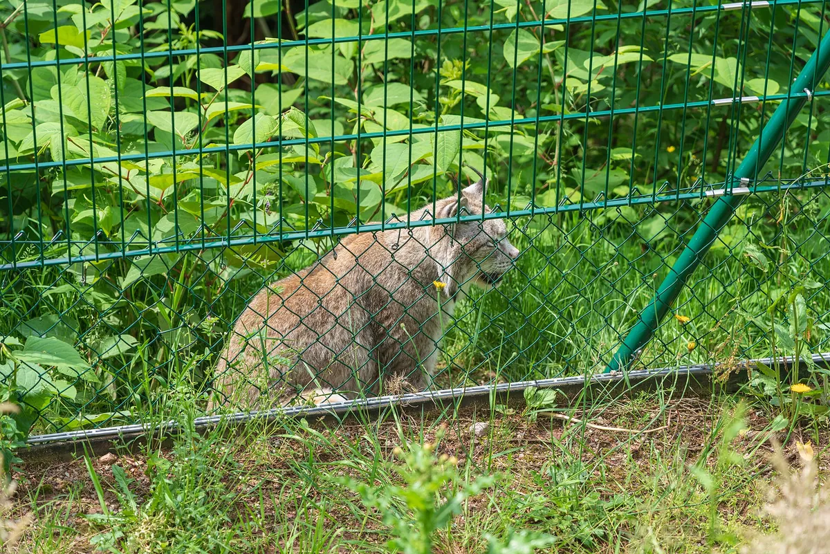 Alternativer Wolf- und Bärenpark Schwarzwald