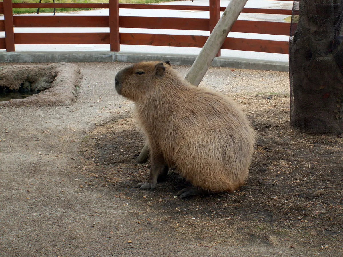 Akiyoshidai Safari Land