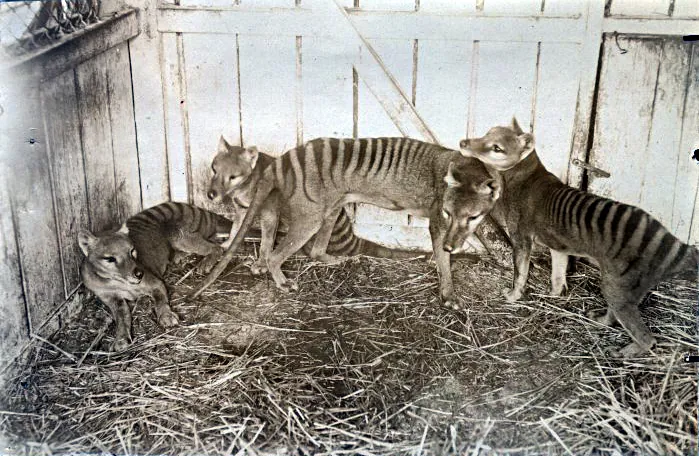 Hobart Zoo