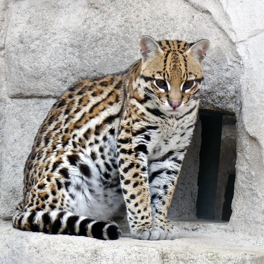 Asson Zoo