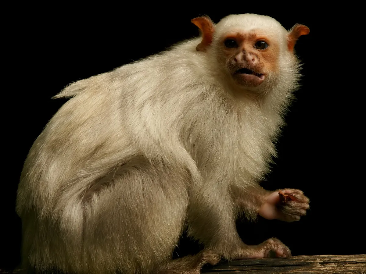 La Vallée des Singes