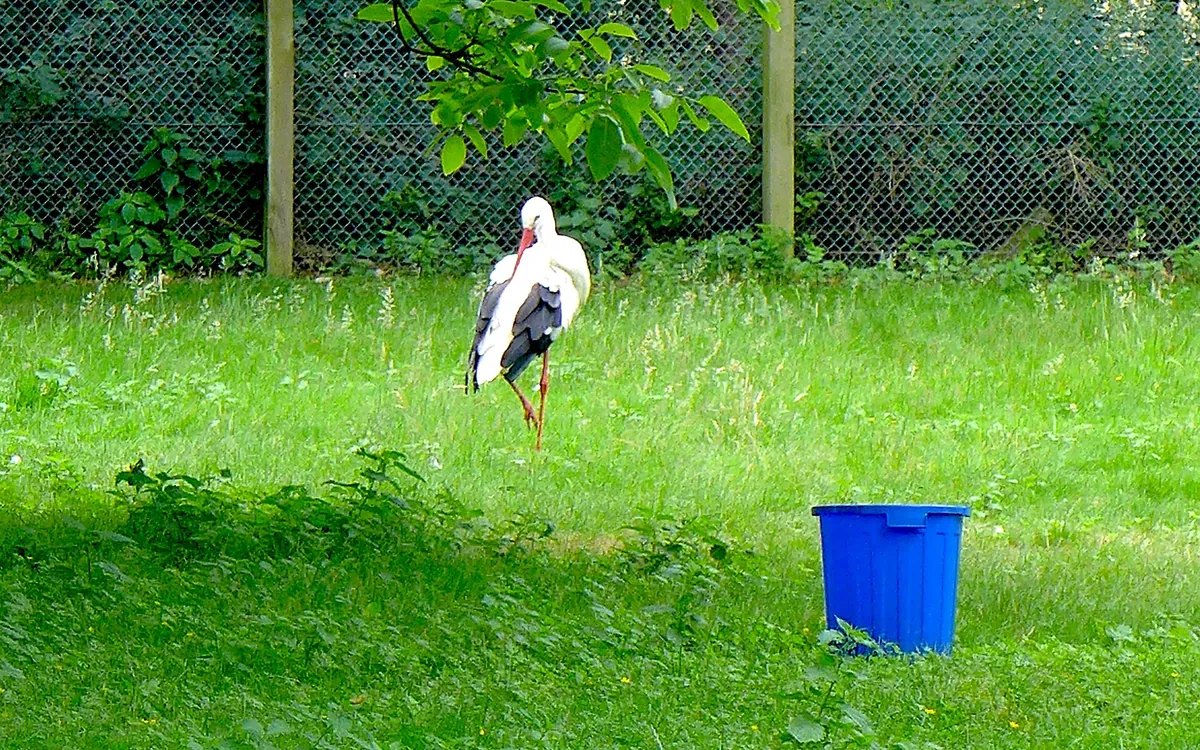 Wildpark Tannenbusch