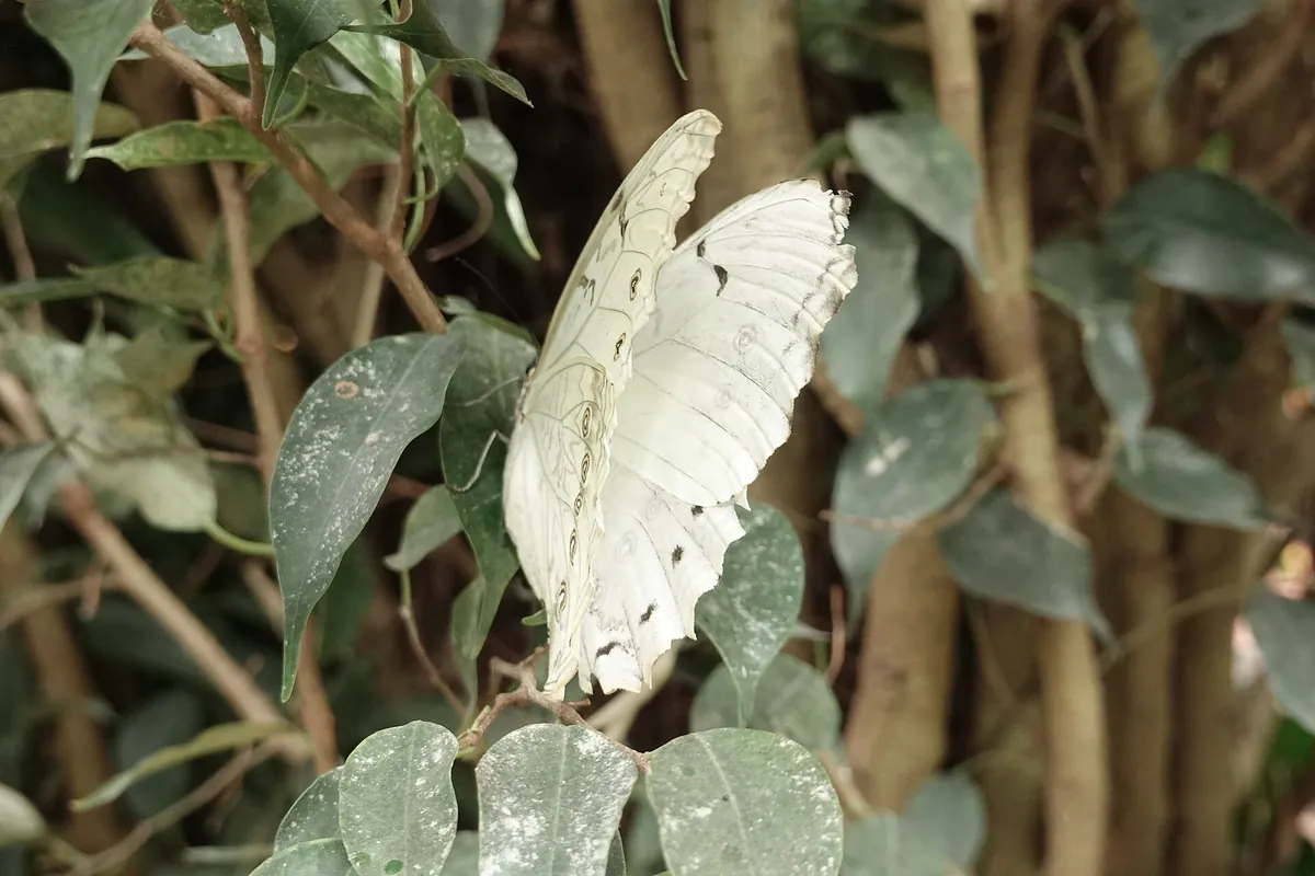 Allgäuer Schmetterling Erlebniswelt