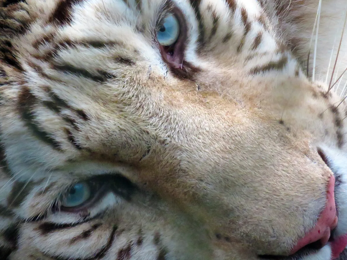 Zoológico de Concepción