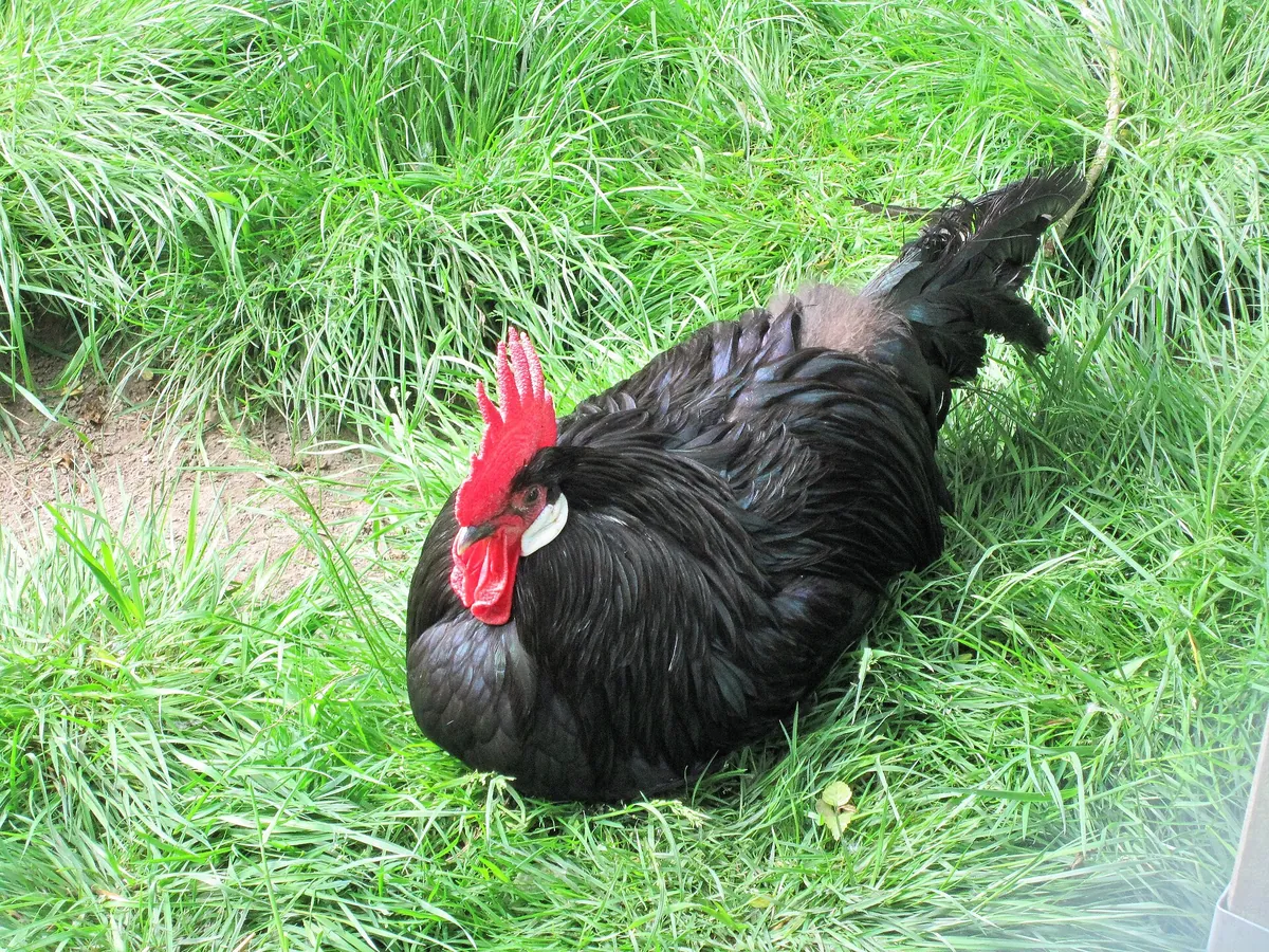 Tierpark Petermoor