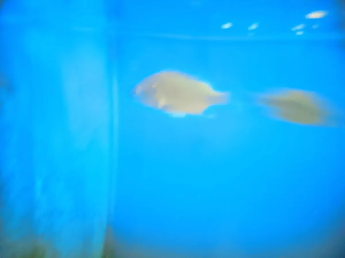 Radiant Fish World