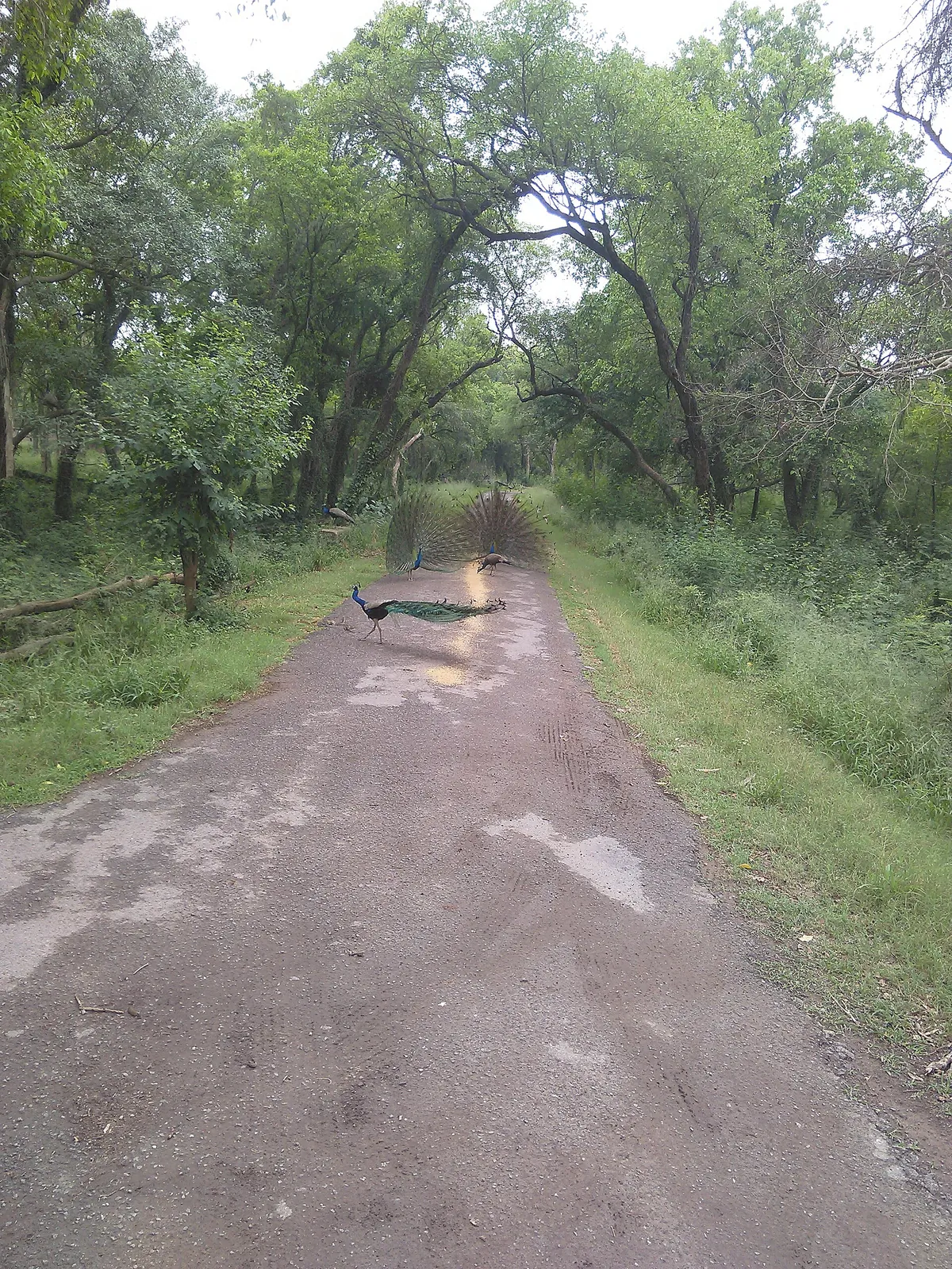 Chhatbir Zoo