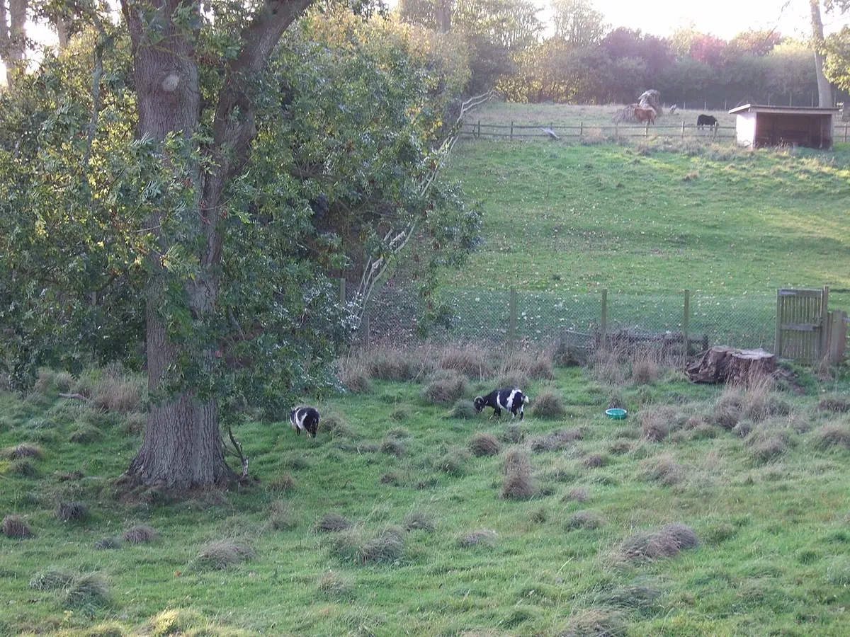 Sewerby Zoo