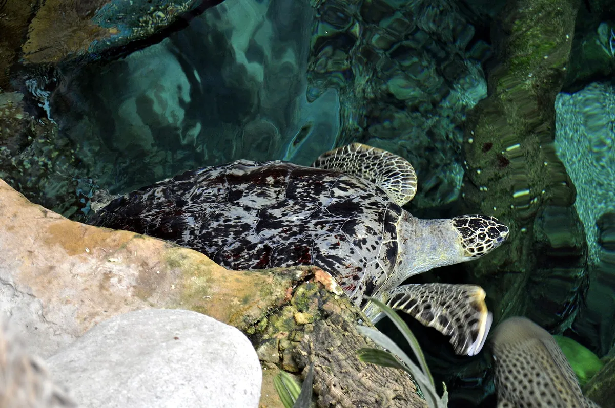 Oceanarium