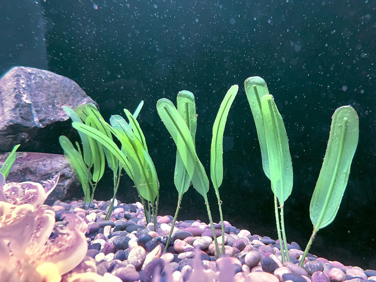 Aquarium of the Bay