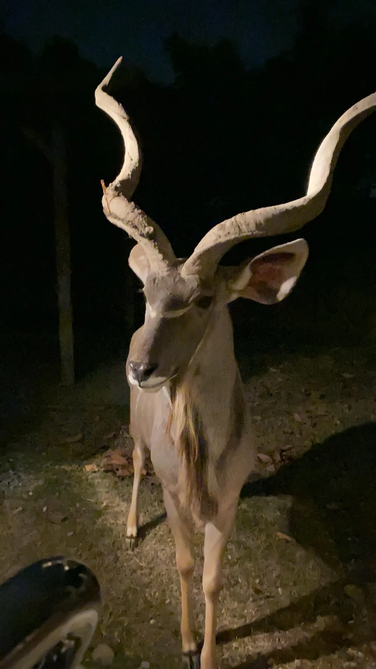 Chiang Mai Night Safari