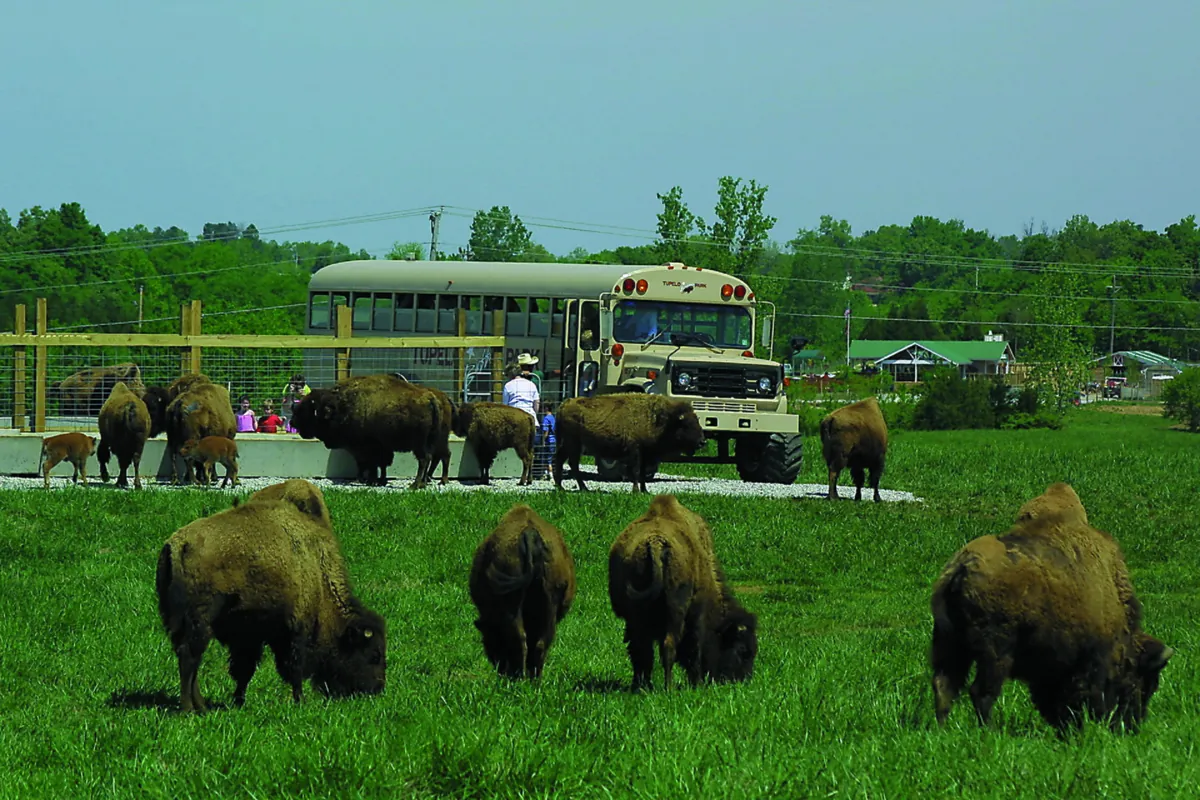 Tupelo Buffalo Park and Zoo