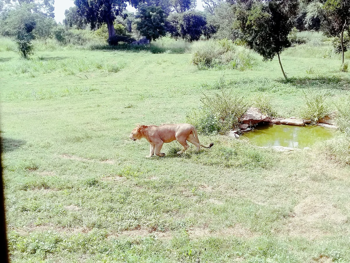 Ridiyagama Safari Park