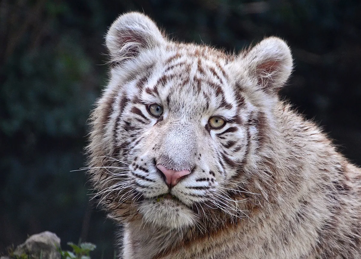 Touroparc Zoo