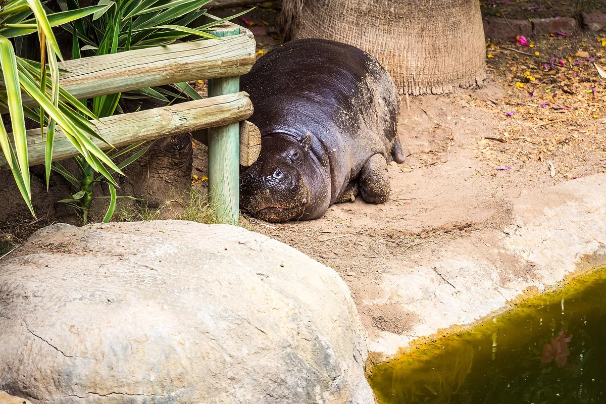 Cango Wildlife