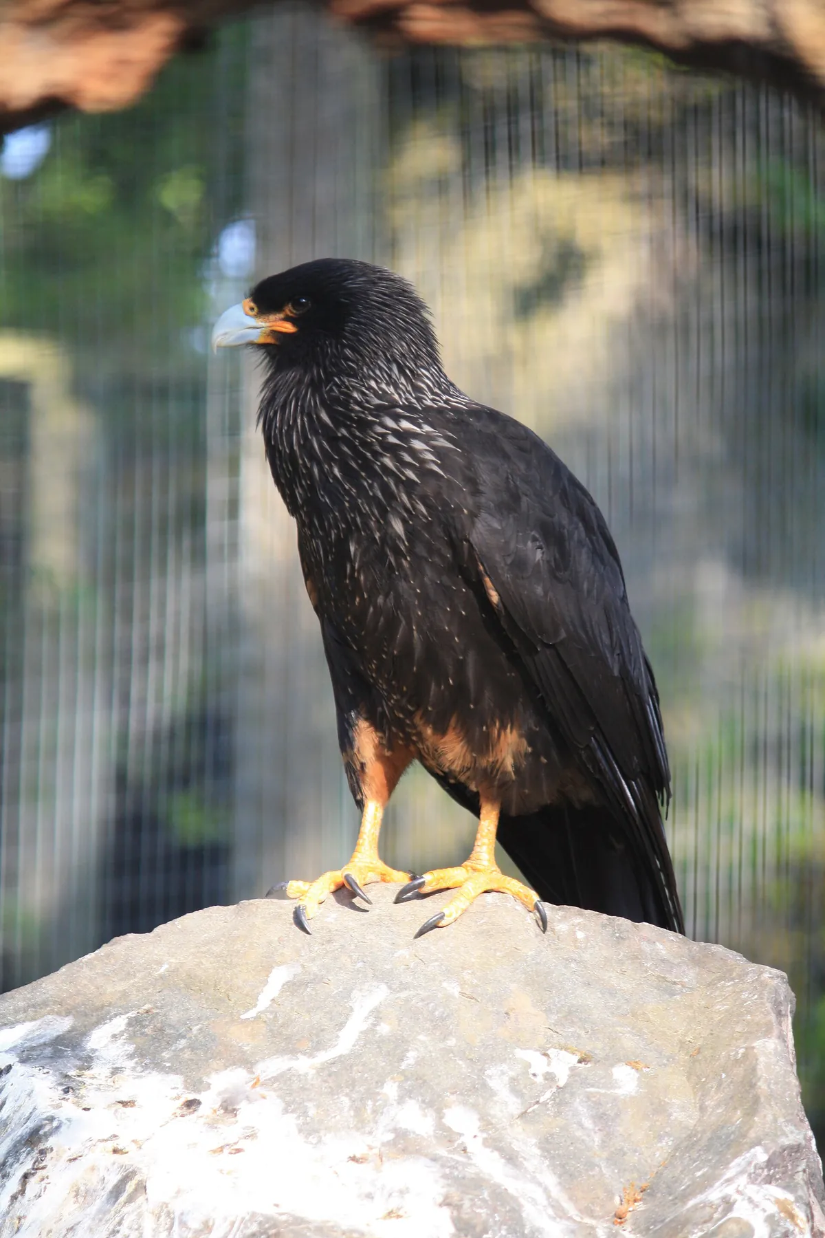 Beale Wildlife Park