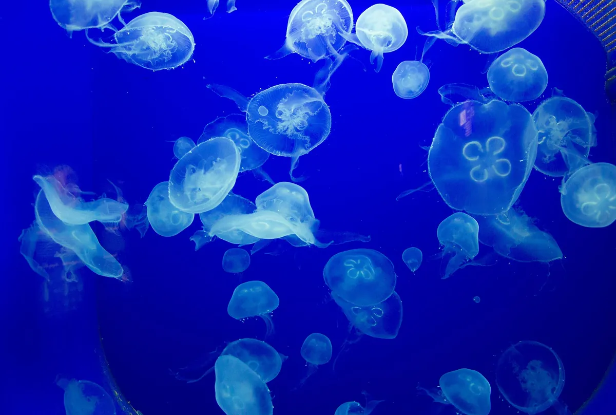 Aquarium Pula