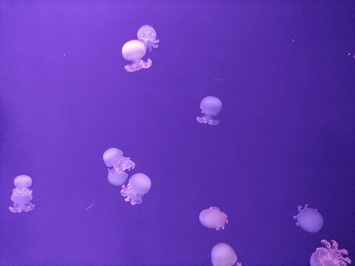 Israel aquarium