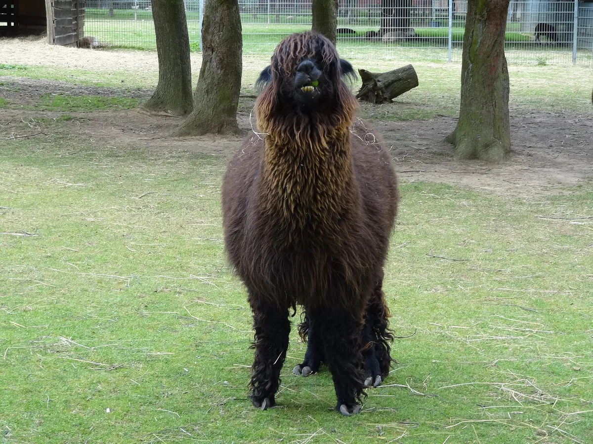 Tierpark Klosterwald