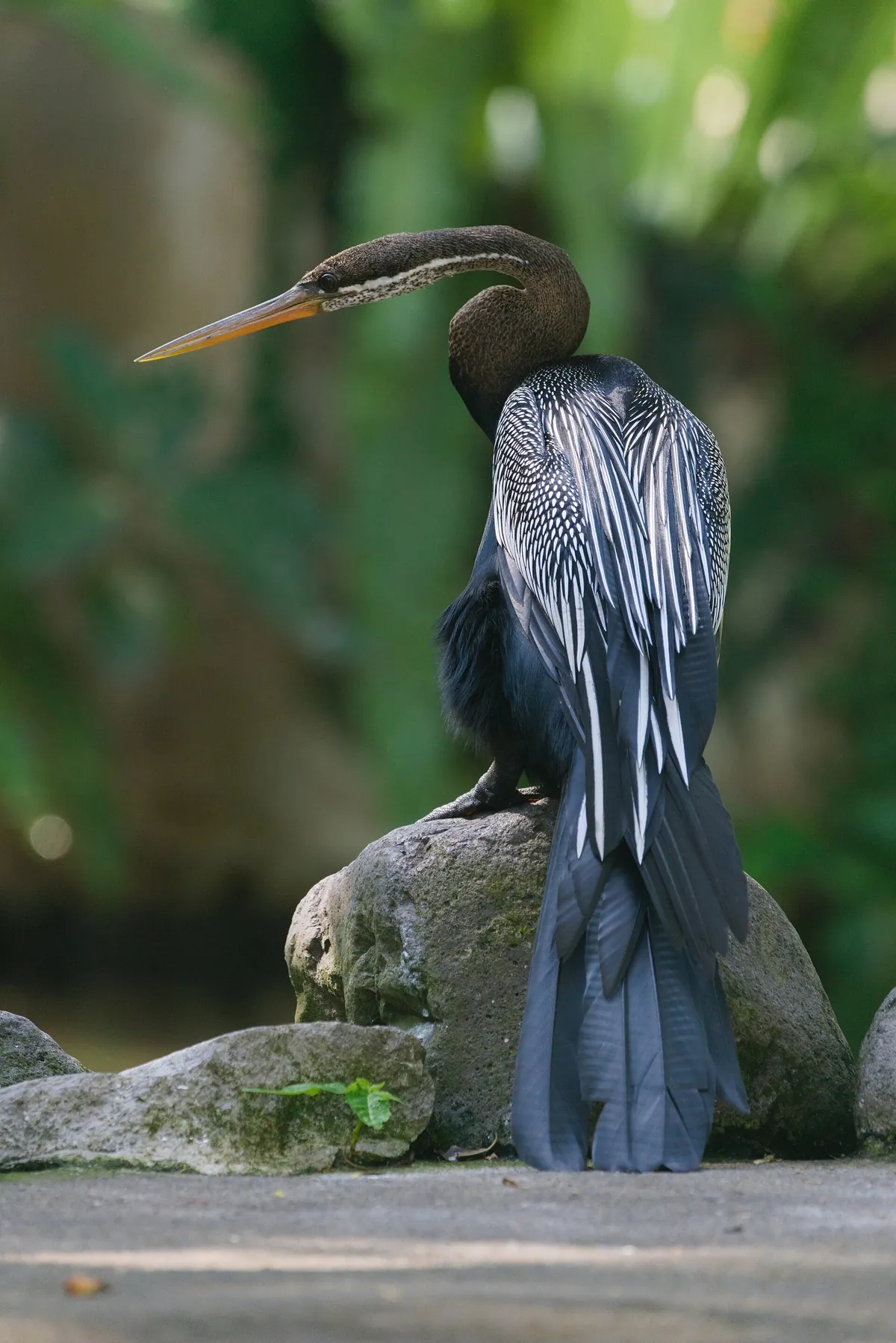Bali Bird Park