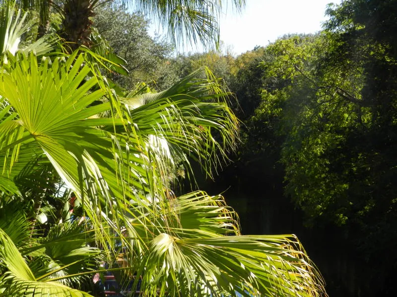 Disney's Animal Kingdom