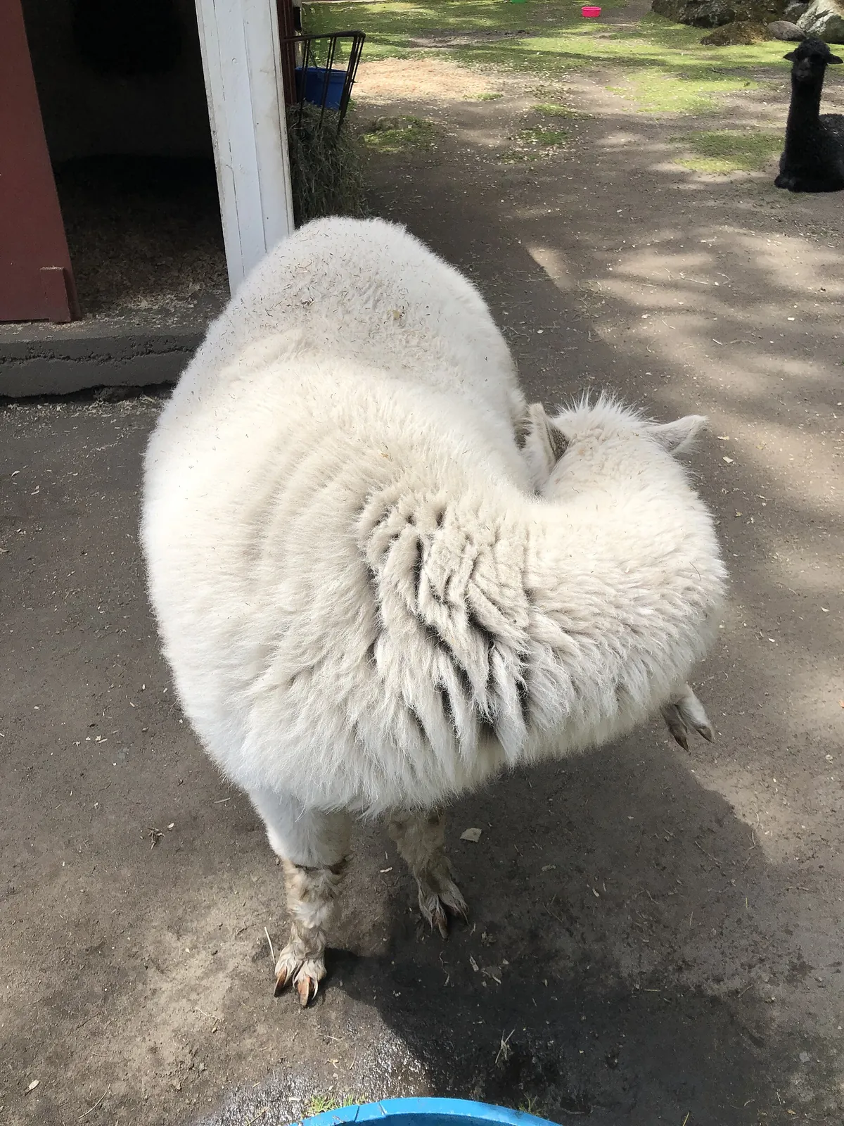 Beacon Hill Children's Farm