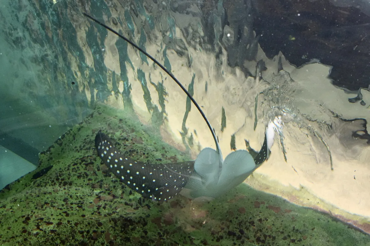 Sea Life Sydney Aquarium