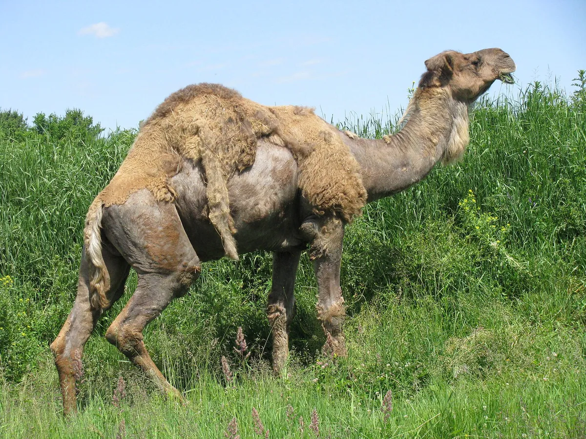 Parc Safari