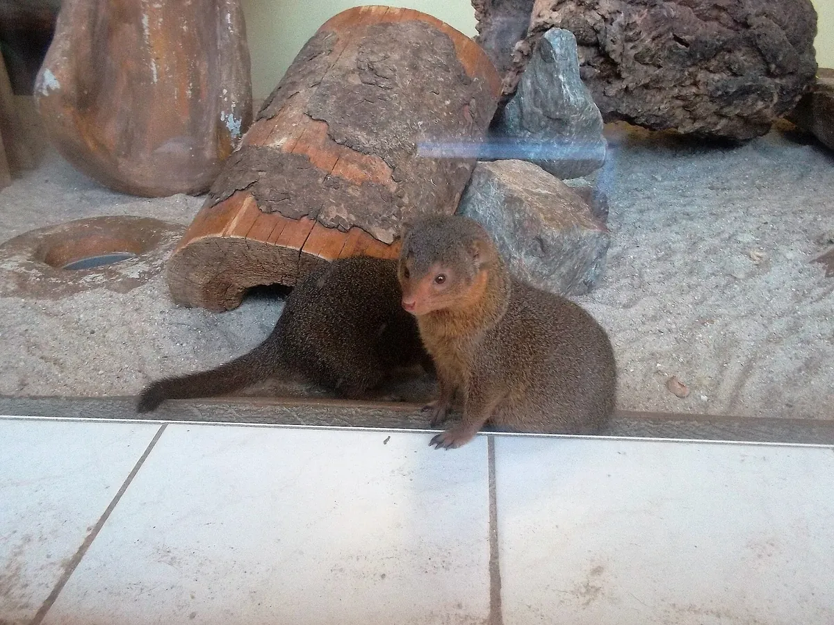 Zoo der Minis