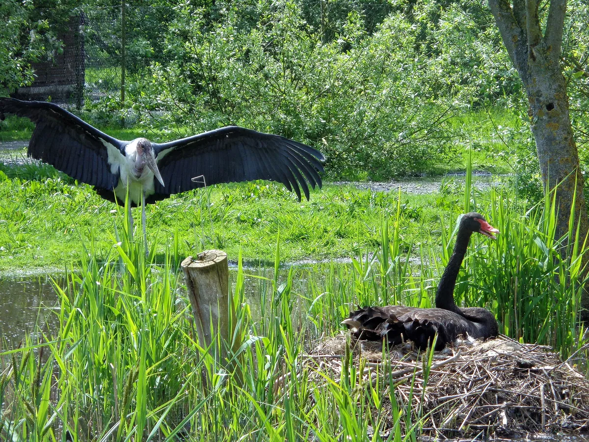 Vogelpark Niendorf