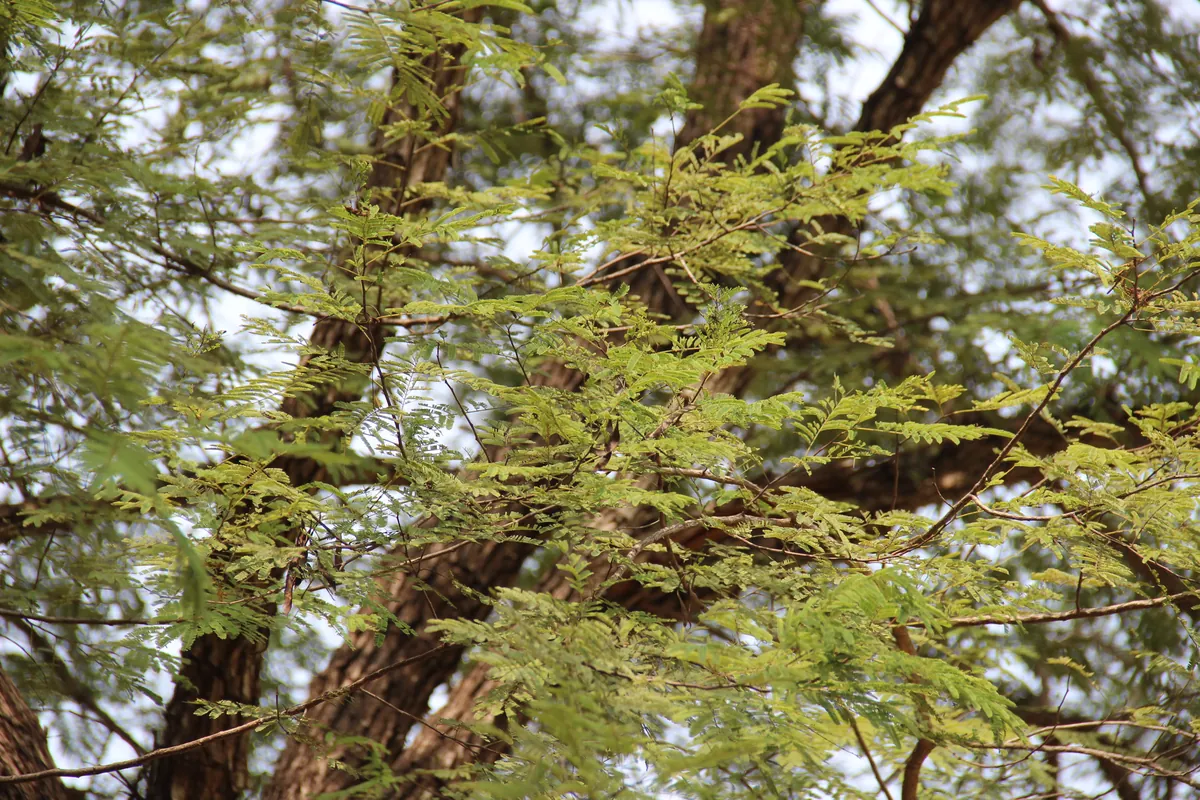 Kurumbapatti Zoological Park