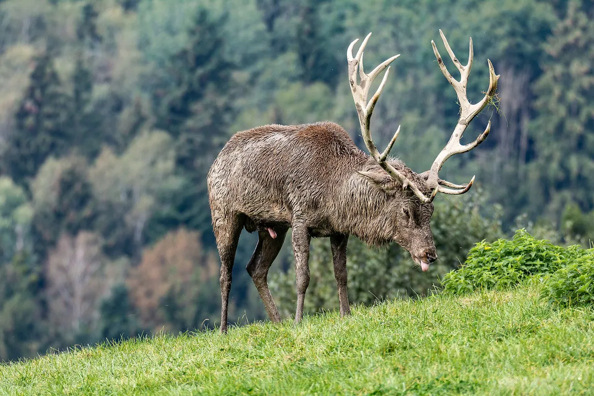 Tierpark Altenfelden