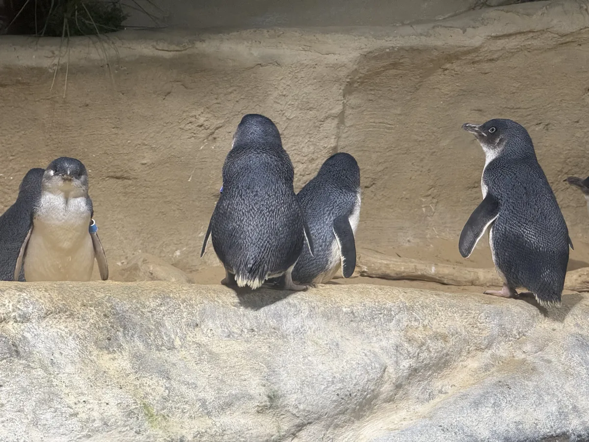 Adventure Aquarium