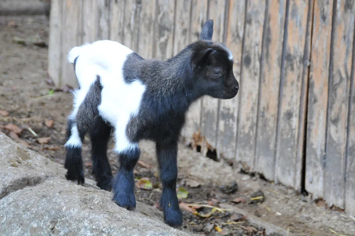 Schwarzwaldzoo Waldkirch