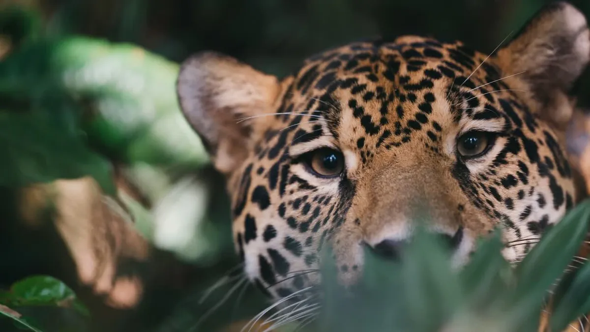 Guadeloupe zoo