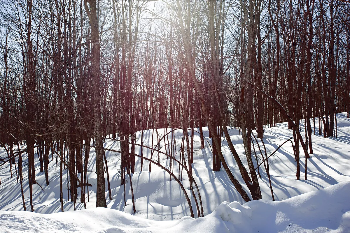 Parc Omega